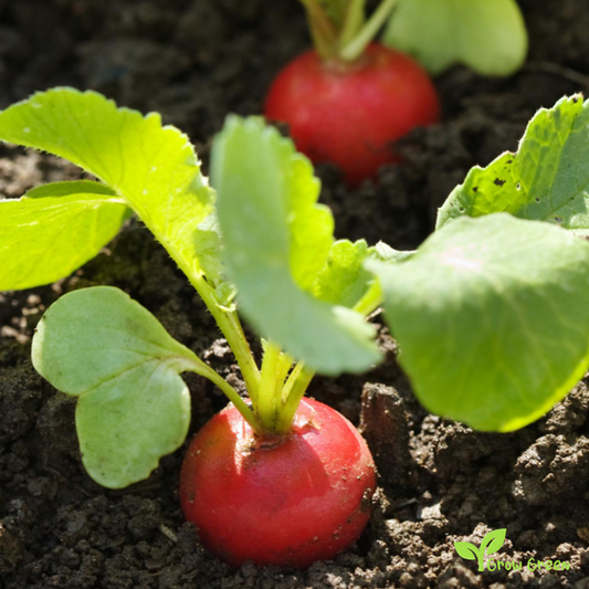50 seeds Radish - RAPHANUS SATIVUS + Gift 5 seeds of Sunflower
