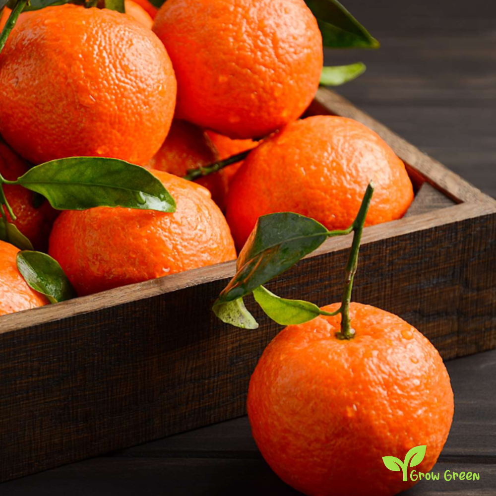 5 seeds Clementine  - CITRUS CLEMENTINA + Gift 5 seeds of Sunflower