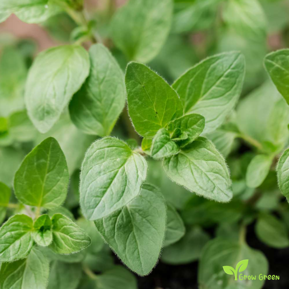 50 seeds Oregano - ORIGANUM VULGARE + Gift 5 seeds of Sunflower