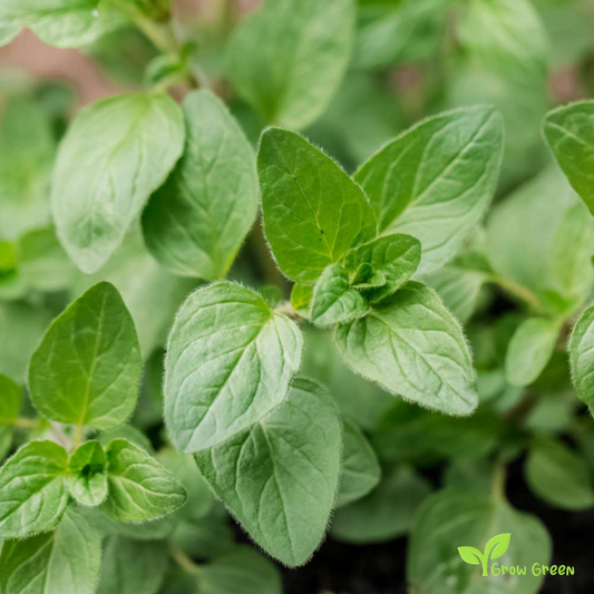 50 seeds Oregano - ORIGANUM VULGARE + Gift 5 seeds of Sunflower