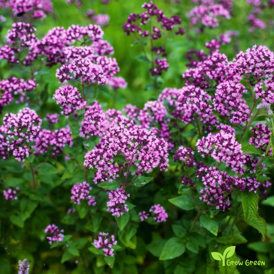 50 seeds Oregano - ORIGANUM VULGARE + Gift 5 seeds of Sunflower