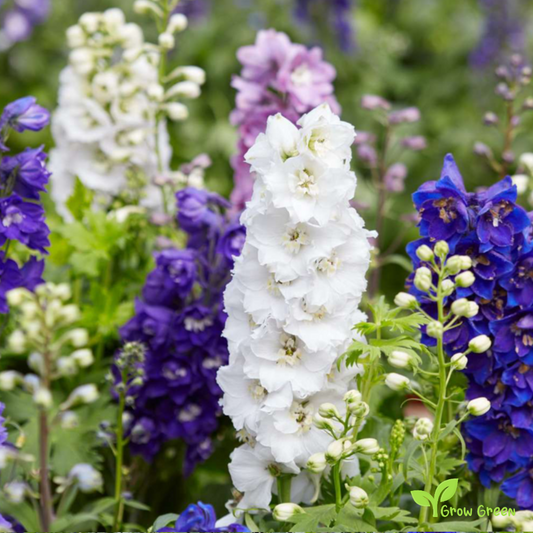 20 seeds Delphinium - DELPHINIUM + 5 seeds of Sunflower