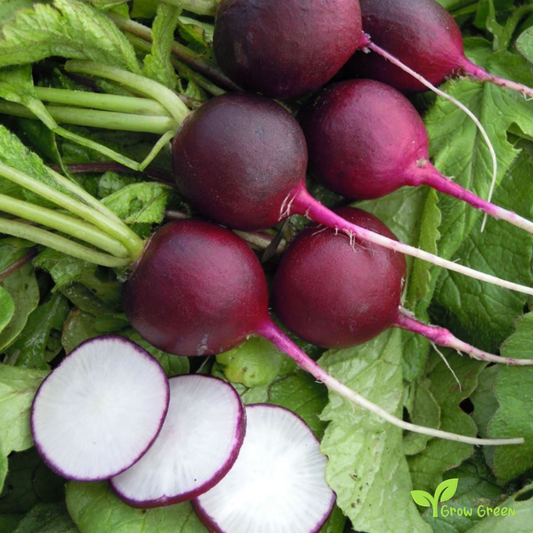 20 seeds of Violet Radish Purple - RAPHANUS SATIVUS + Gift 5 seeds of Sunflower