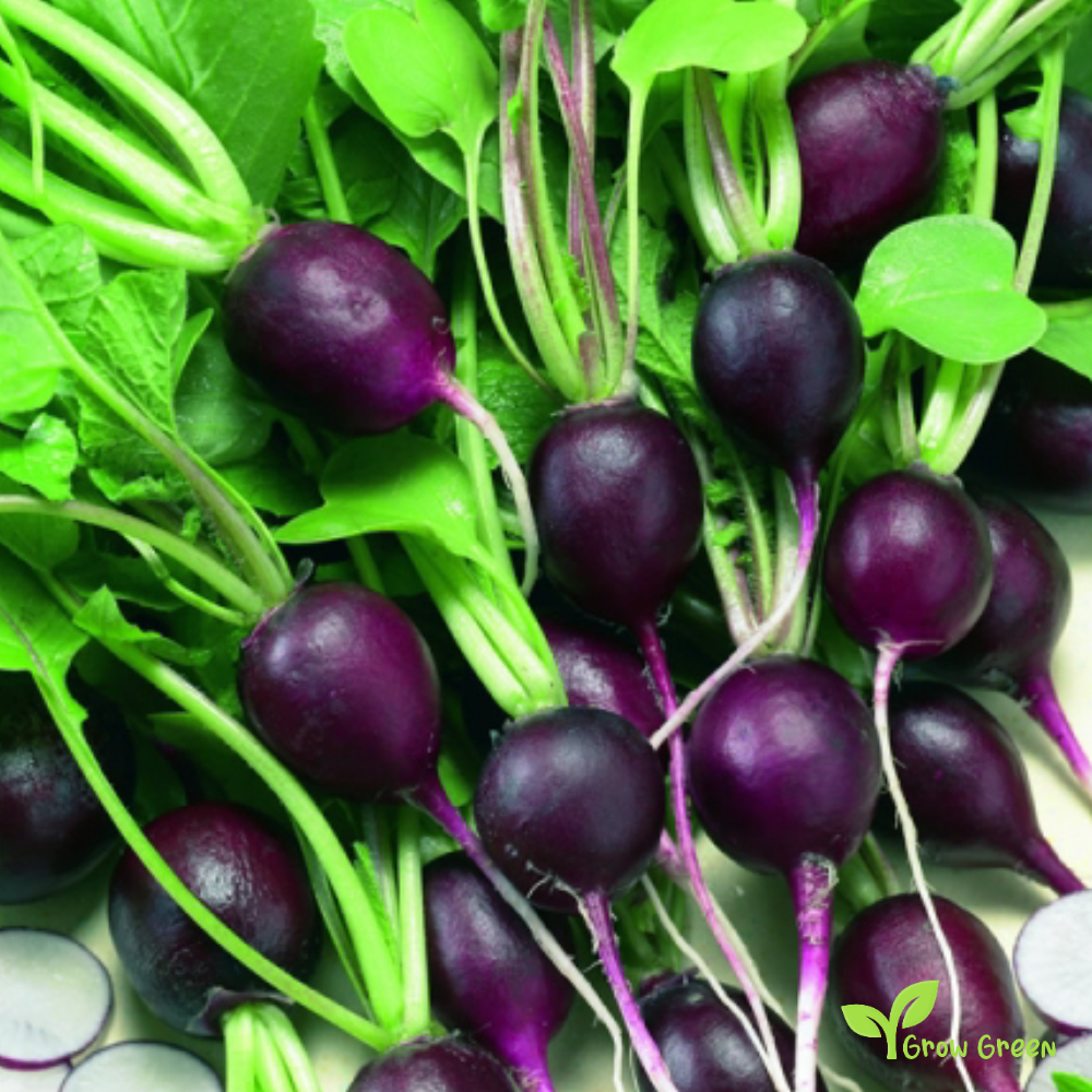 20 seeds of Violet Radish Purple - RAPHANUS SATIVUS + Gift 5 seeds of Sunflower