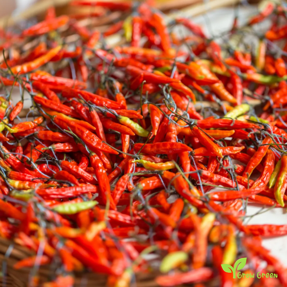 10 seeds of Peri Peri Chilli Pepper - CAPSICUM ANNUUM - Piri Piri + Gift 5 seeds of Sunflower