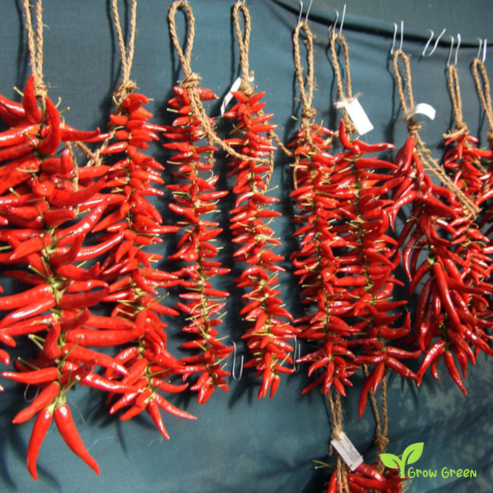 10 seeds of Peri Peri Chilli Pepper - CAPSICUM ANNUUM - Piri Piri + Gift 5 seeds of Sunflower