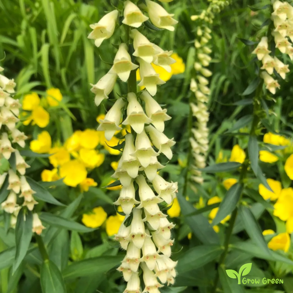 20 seeds of Straw Foxglove - DIGITALIS LUTE + Gift 5 seeds of Sunflower
