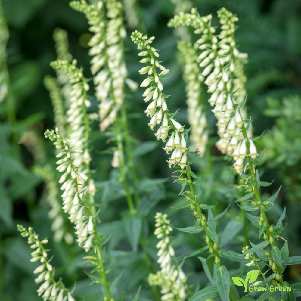 20 seeds of Straw Foxglove - DIGITALIS LUTE + Gift 5 seeds of Sunflower