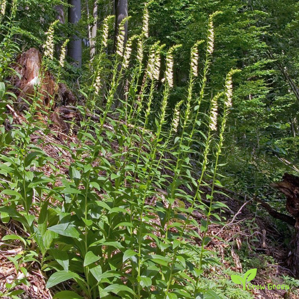 20 seeds of Straw Foxglove - DIGITALIS LUTE + Gift 5 seeds of Sunflower