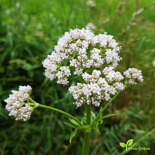 30 seeds of Valerian - VALERIANA OFFICINALIS + Gift 5 seeds of Sunflower