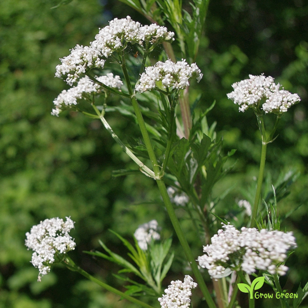30 seeds of Valerian - VALERIANA OFFICINALIS + Gift 5 seeds of Sunflower