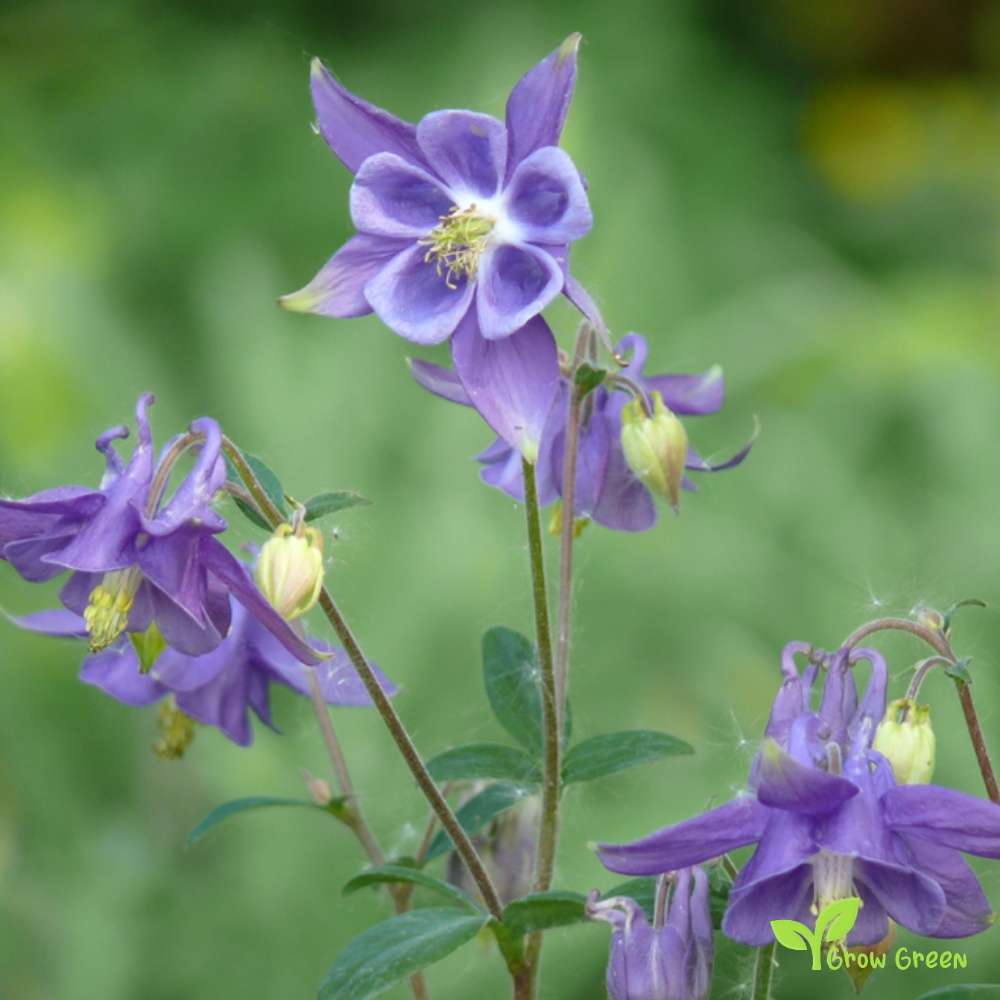 30 seeds of Aquilegia Mix - AQUILEGIA VULGARIS + Gift 5 seeds of Sunflower
