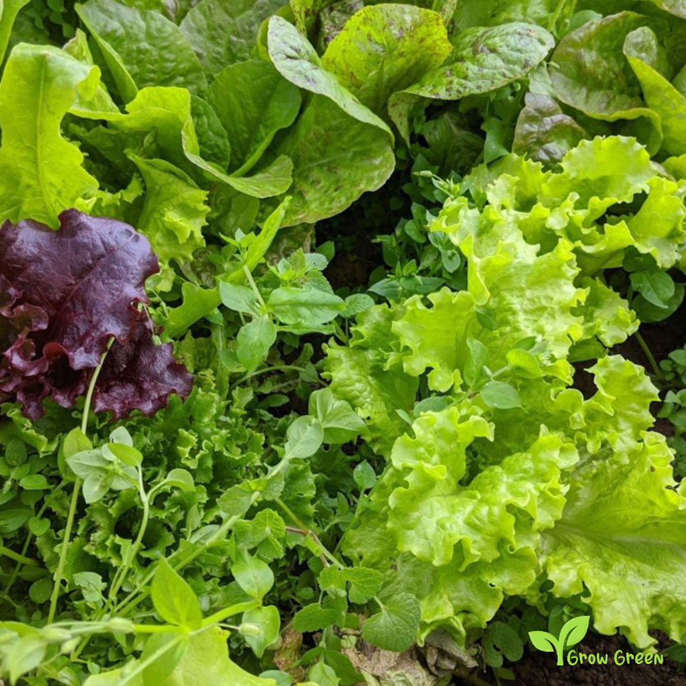 50 seeds of Misticanza Lettuce Mix - LACTUCA SATIVA - Salad + Gift 5 seeds of Sunflower