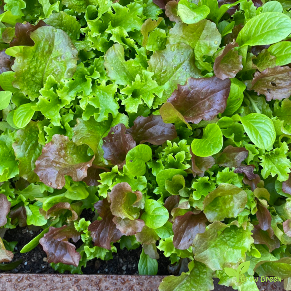 50 seeds of Misticanza Lettuce Mix - LACTUCA SATIVA - Salad + Gift 5 seeds of Sunflower