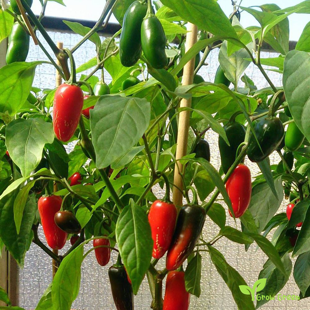 10 seeds of Jalapeno Chilli Pepper - CAPSICUM ANNUUM - Chipotle + Gift 5 seeds of Sunflower