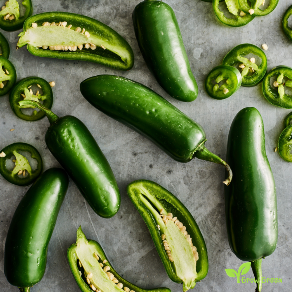 10 seeds of Jalapeno Chilli Pepper - CAPSICUM ANNUUM - Chipotle + Gift 5 seeds of Sunflower