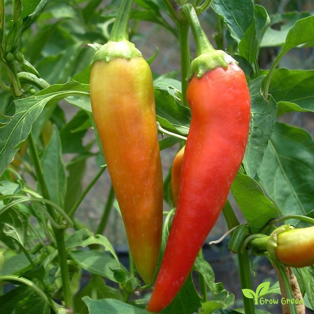 10 seeds of Hungarian Wax Chilli Pepper - CAPSICUM ANNUUM + Gift 5 seeds of Sunflower