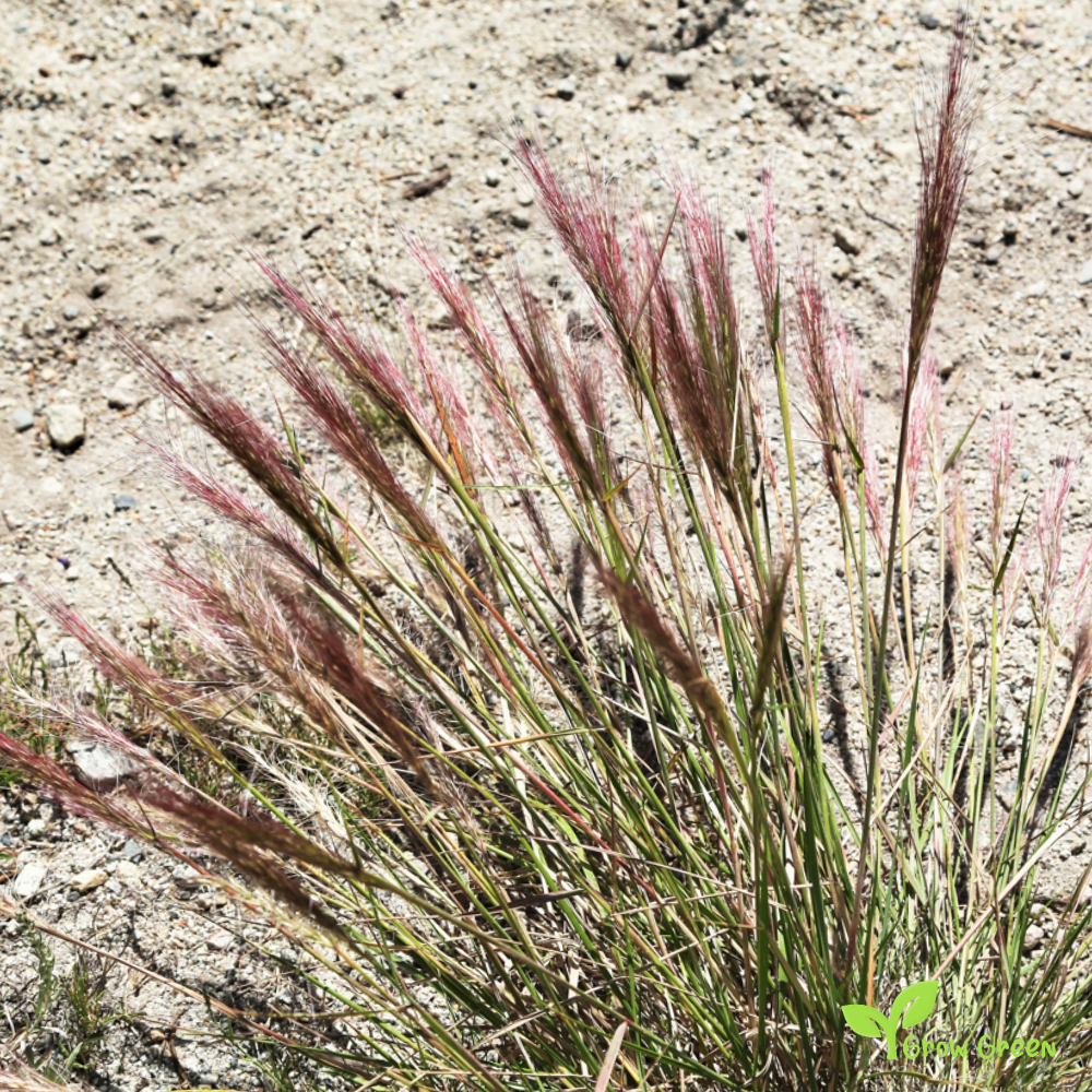 30 seeds of Squirreltail - ELYMUS ELYMOIDES - Bottlebrush + Gift 5 seeds of Sunflower