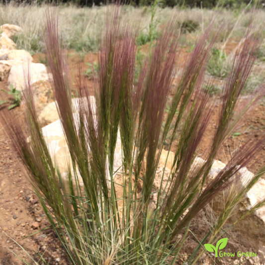 30 seeds of Squirreltail - ELYMUS ELYMOIDES - Bottlebrush + Gift 5 seeds of Sunflower