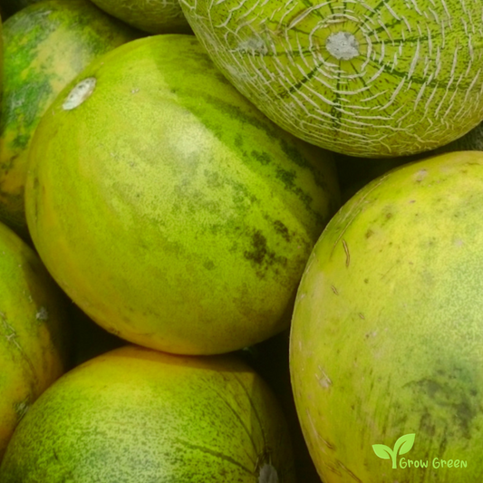 10 seeds of Limelon - CUCUMIS MELO + Gift 5 seeds of Sunflower