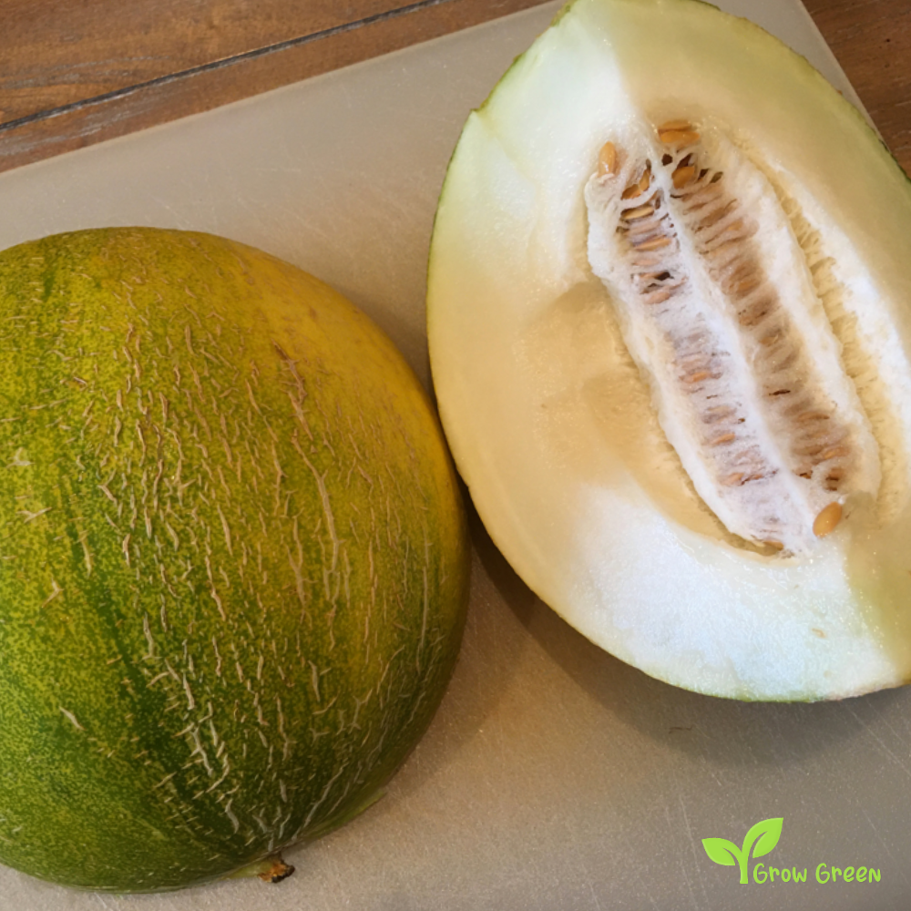 10 seeds of Limelon - CUCUMIS MELO + Gift 5 seeds of Sunflower