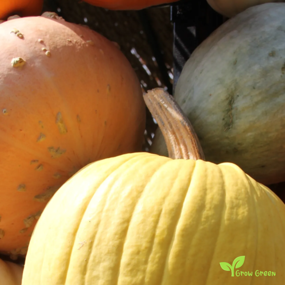10 seeds of Mellow Yellow Pumpkin - CUCURBITA - Squash + Gift 5 seeds of Sunflower