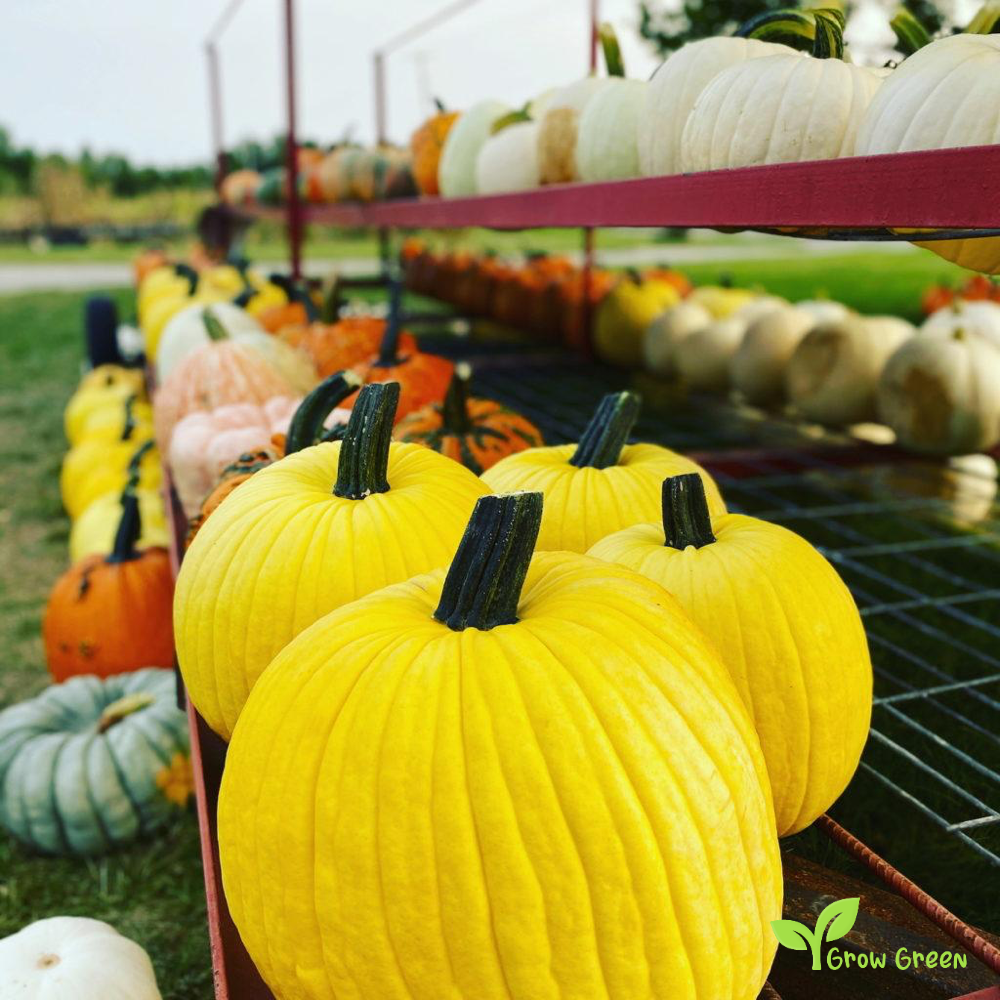 10 seeds of Mellow Yellow Pumpkin - CUCURBITA - Squash + Gift 5 seeds of Sunflower