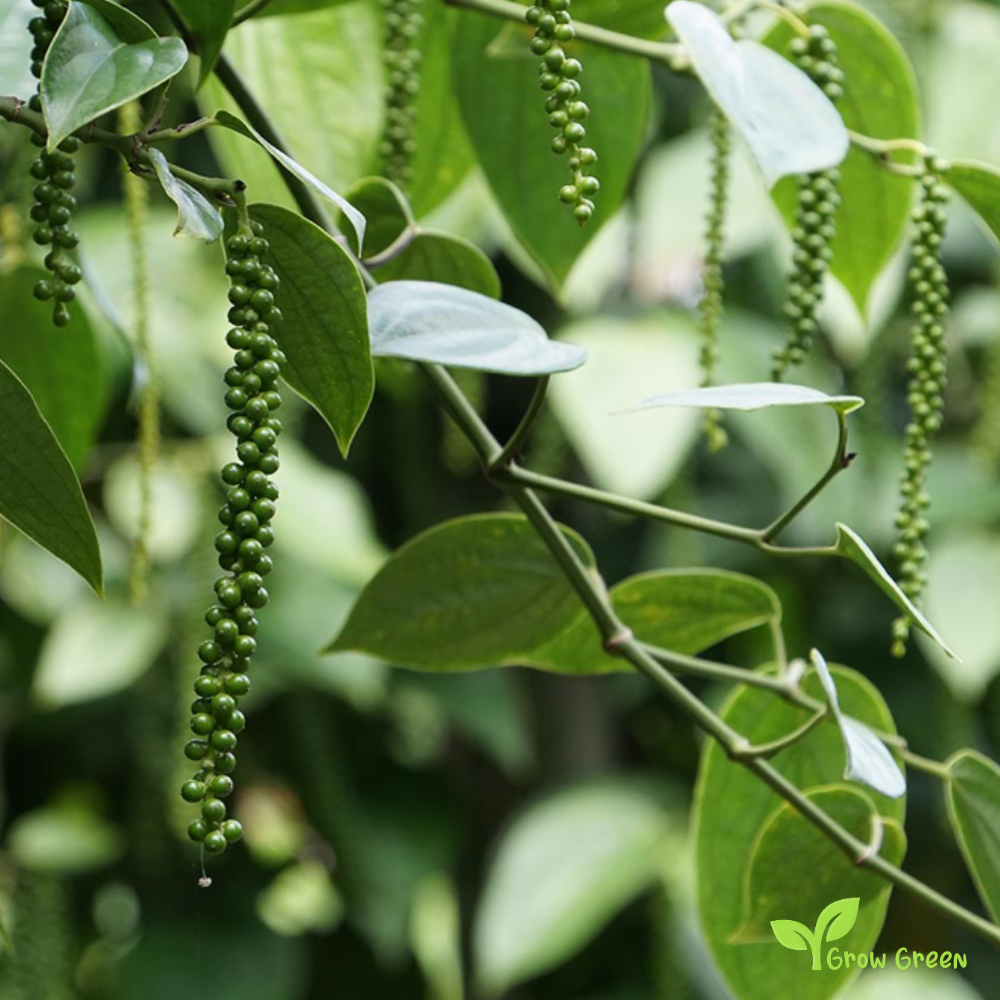 10 seeds of Black Pepper - PIPER NIGRUM + Gift 5 seeds of Sunflower