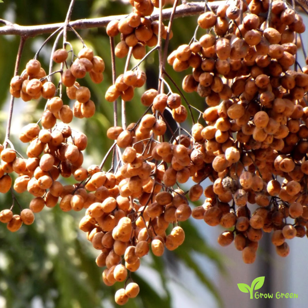 5 seeds of Chinaberry Tree - MELIA AZEDARACH - Lilac + Gift 5 seeds of Sunflower