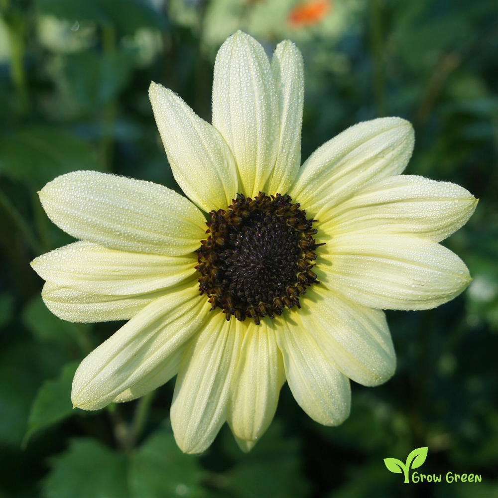 3 seeds of Vanilla Ice Sunflower - HELIANTHUS DEBILIS + Gift 5 seeds of Sunflower