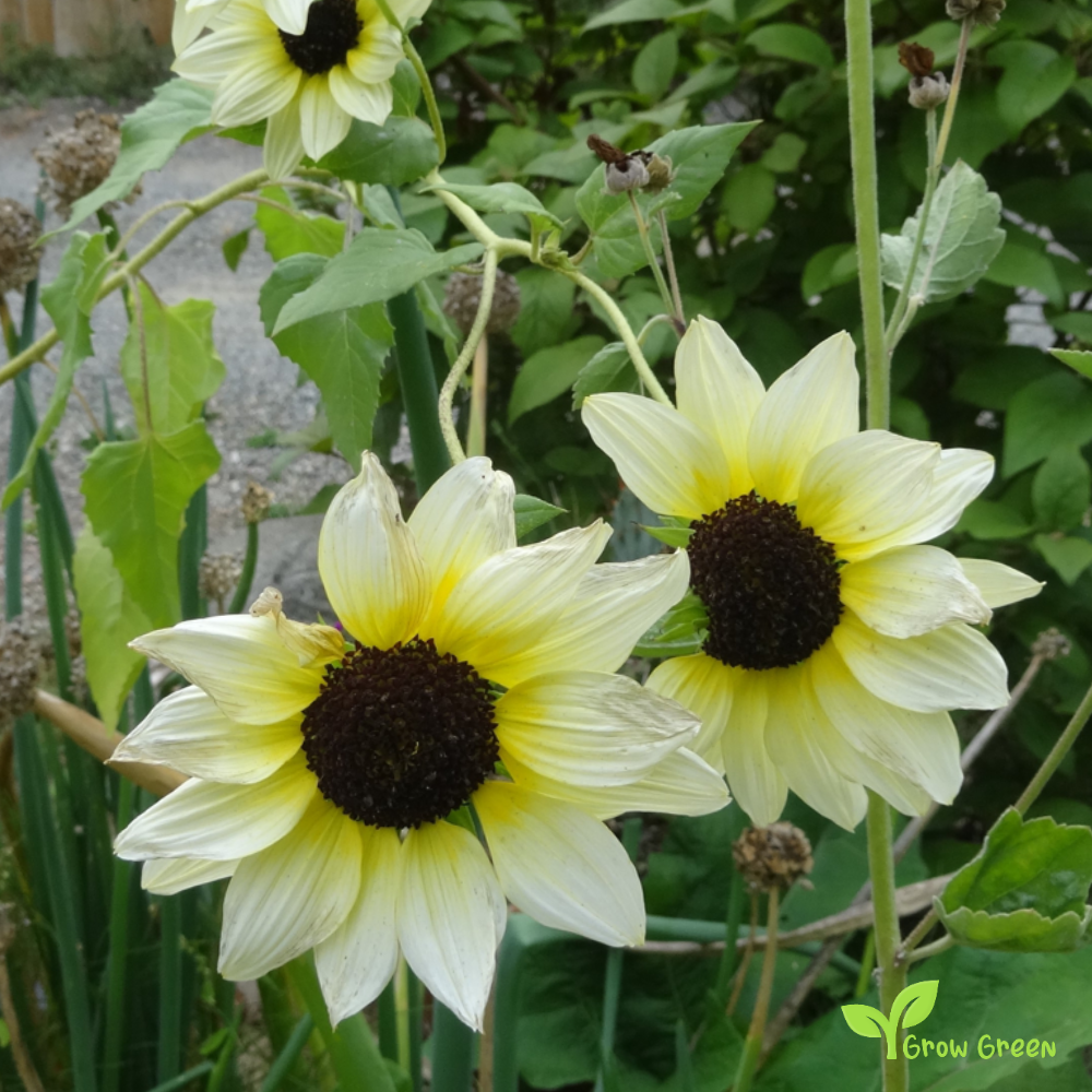 3 seeds of Vanilla Ice Sunflower - HELIANTHUS DEBILIS + Gift 5 seeds of Sunflower