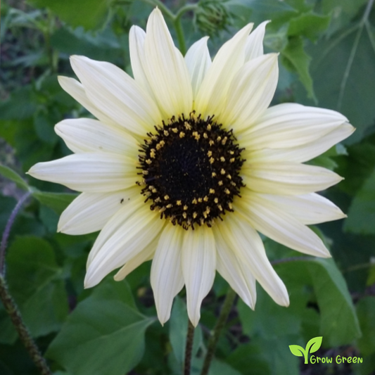 3 seeds of Vanilla Ice Sunflower - HELIANTHUS DEBILIS + Gift 5 seeds of Sunflower