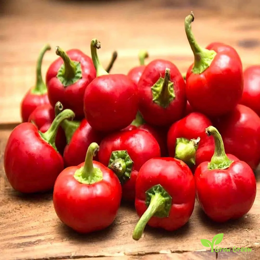 10 seeds of Cherry Bomb Chilli Pepper - CAPSICUM ANNUUM + Gift 5 seeds of Sunflower