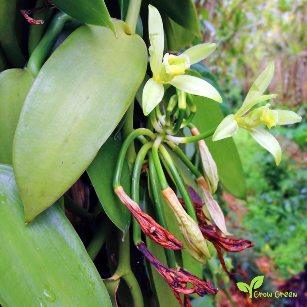 100 seeds of Vanilla Orchid of Madagascar - VANILLA PLANIFOLIA + Gift 5 seeds of Sunflower