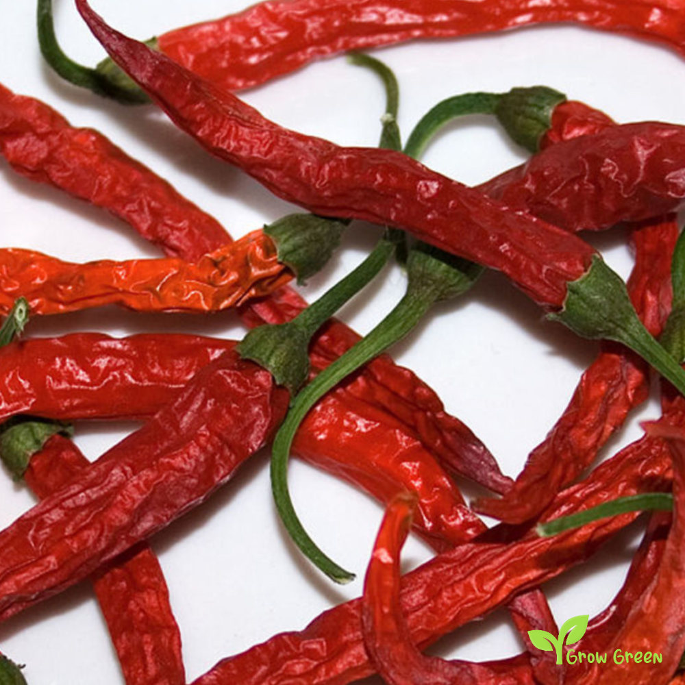 10 seeds of Wiri Wiri Chilli Pepper - CAPSICUM FRUTESCENS - Guyana + Gift 5 seeds of Sunflower