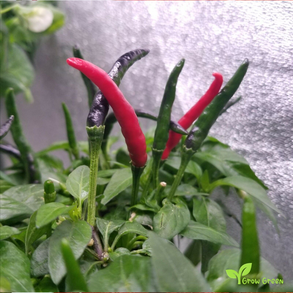 10 seeds of Wiri Wiri Chilli Pepper - CAPSICUM FRUTESCENS - Guyana + Gift 5 seeds of Sunflower
