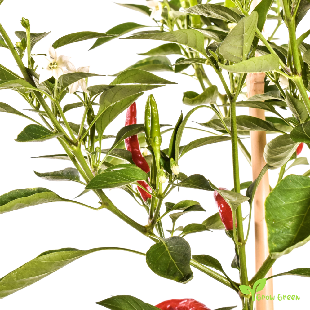 10 seeds of Wiri Wiri Chilli Pepper - CAPSICUM FRUTESCENS - Guyana + Gift 5 seeds of Sunflower