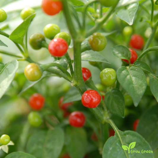 10 seeds of Thai Dragon Green Chilli Pepper - CAPSICUM ANNUUM + Gift 5 seeds of Sunflower