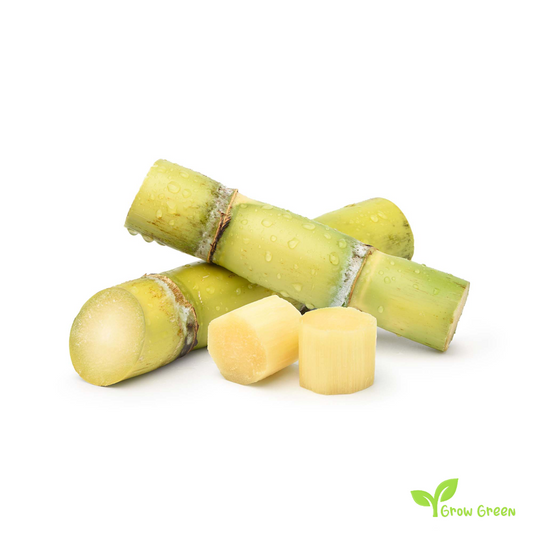 1 Sugarcane piece 2 Knot - SACCHARUM OFFICINARUM + Gift 5 seeds of Sunflower