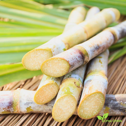 1 Sugarcane piece 2 Knot - SACCHARUM OFFICINARUM + Gift 5 seeds of Sunflower