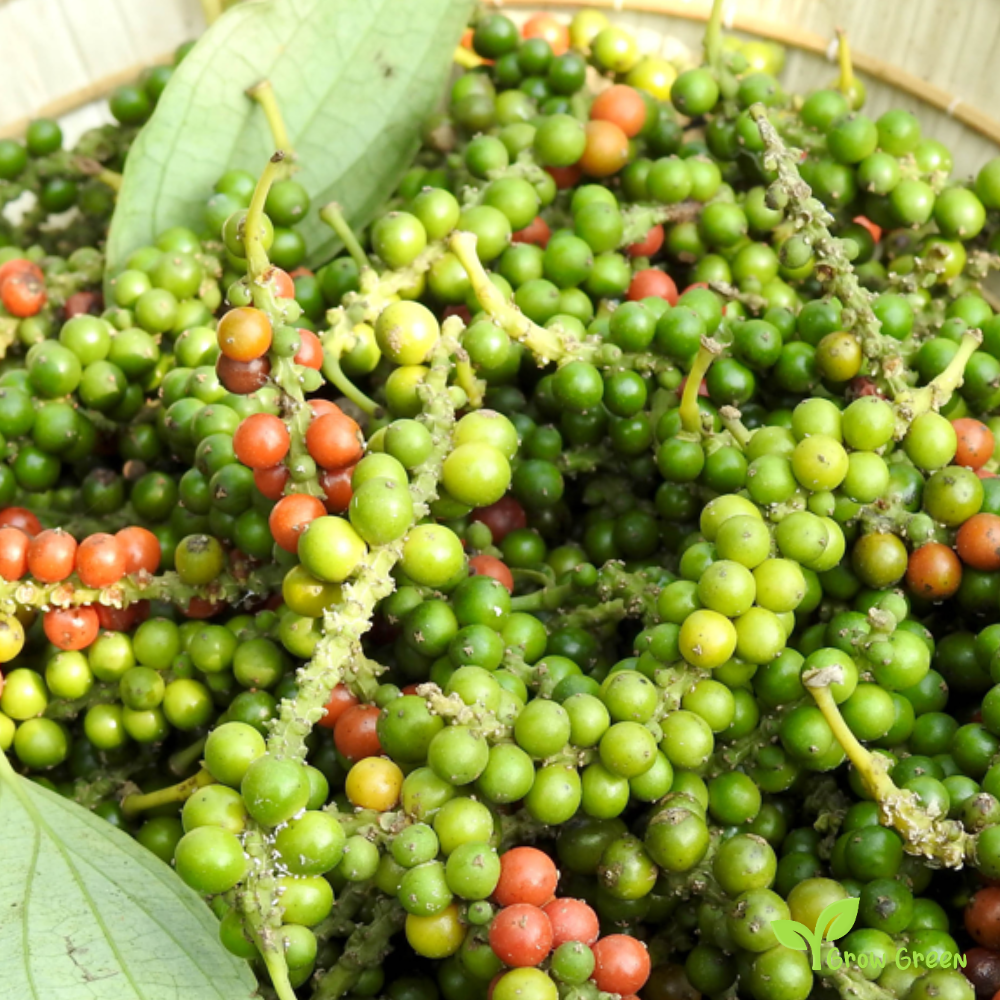 10 seeds of Vietnamense Pepper - PIPER NIGRUM + Gift 5 seeds of Sunflower