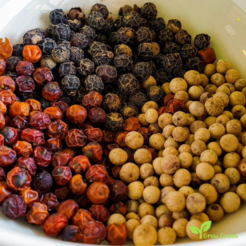 10 seeds of Piper Cubeb Pepper - PIPER CUBEBA - Tiled Pepper + Gift 5 seeds of Sunflower