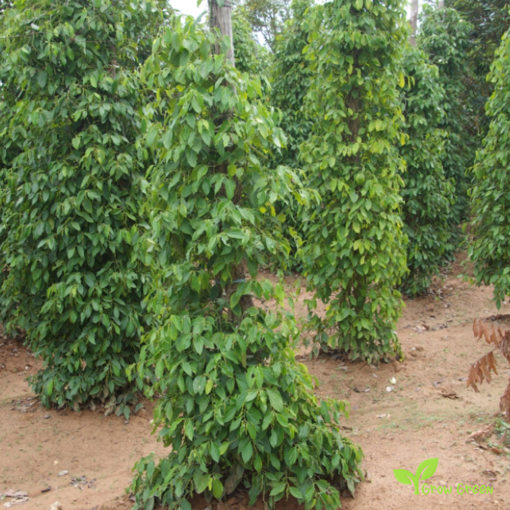 10 seeds of Kampot Pepper - PIPER NIGRUM + Gift 5 seeds of Sunflower