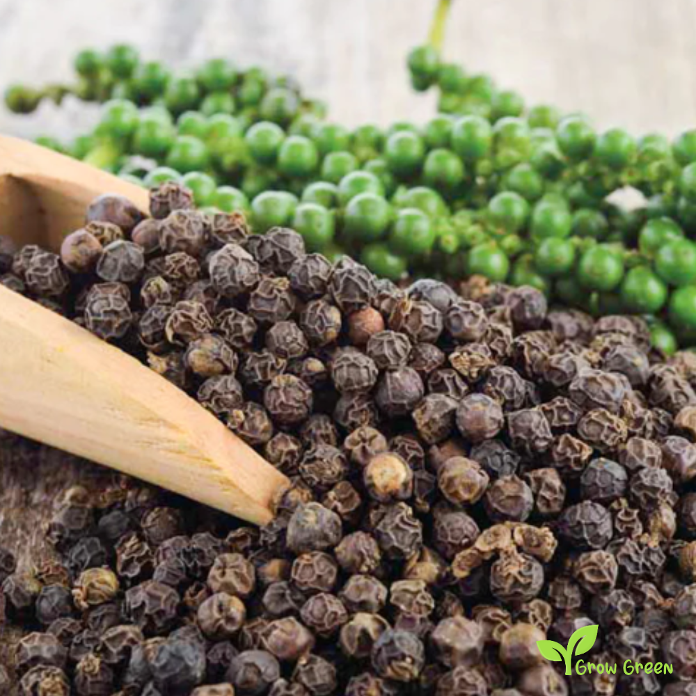 10 seeds of Sarawak Pepper - PIPER NIGRUM + Gift 5 seeds of Sunflower