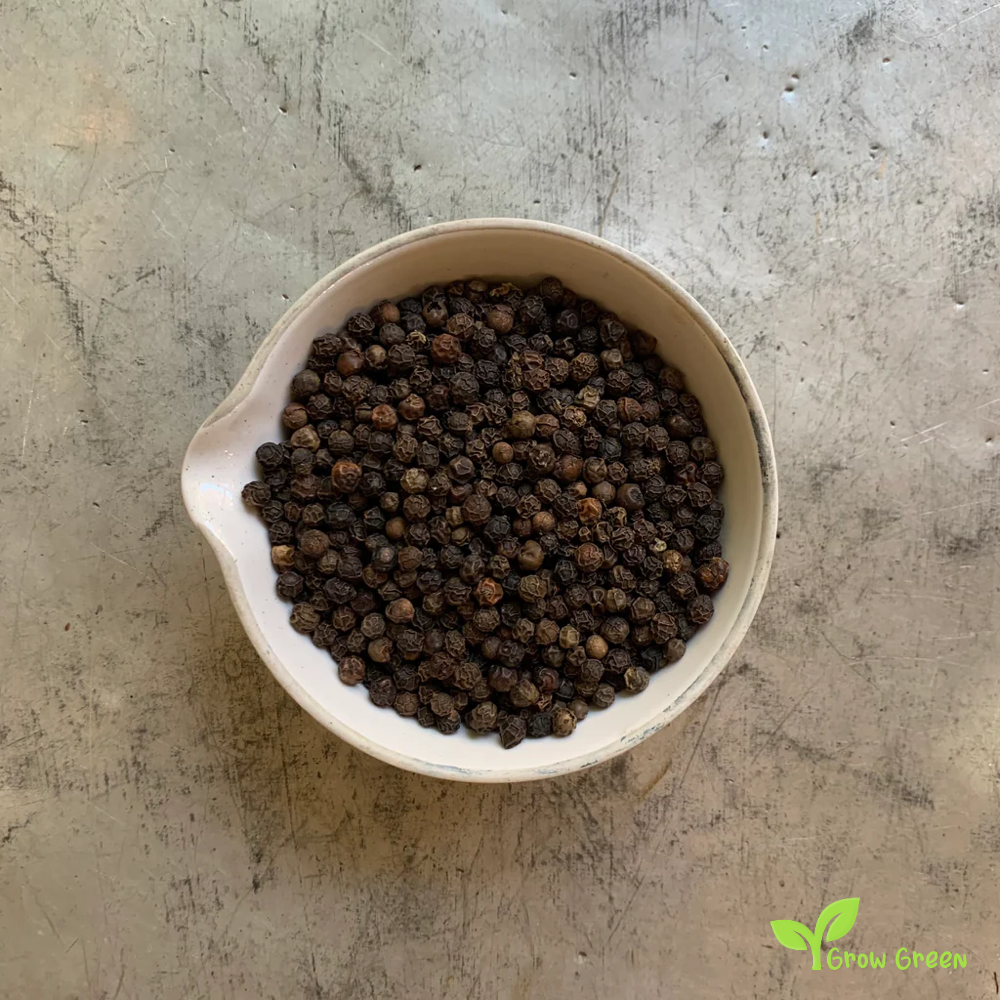 10 seeds of Sri Lankan Pepper - PIPER NIGRUM + Gift 5 seeds of Sunflower