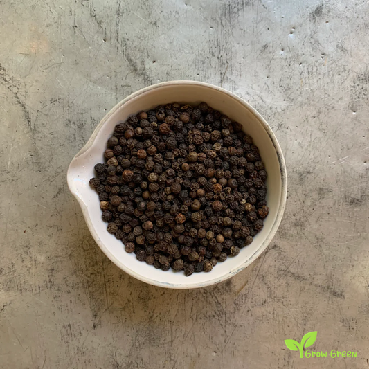 10 seeds of Sri Lankan Pepper - PIPER NIGRUM + Gift 5 seeds of Sunflower