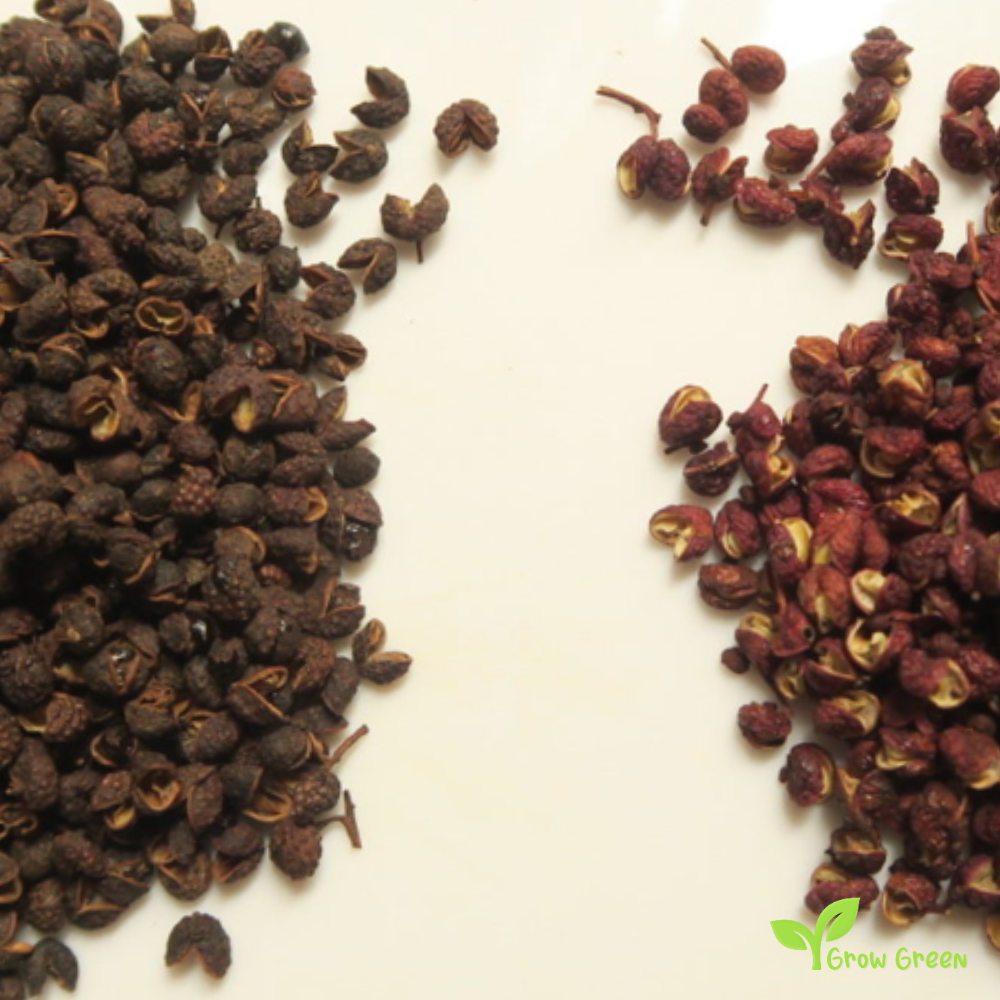 10 seeds of Nepalese Timur Pepper - ZANTHOXYLUM ARMATUM + Gift 5 seeds of Sunflower