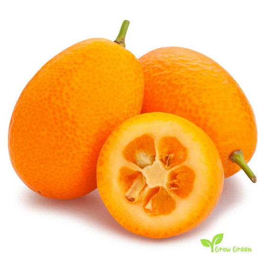 2 seeds of Kumquat - CITRUS JAPONICA + Gift 5 seeds of Sunflower