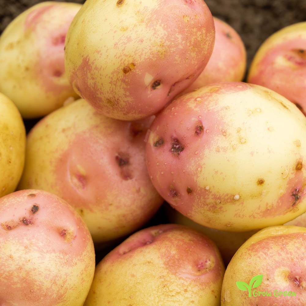 2 roots of King Edward Potato - SOLANUM TUBEROSUM + Gift 5 seeds of Sunflower