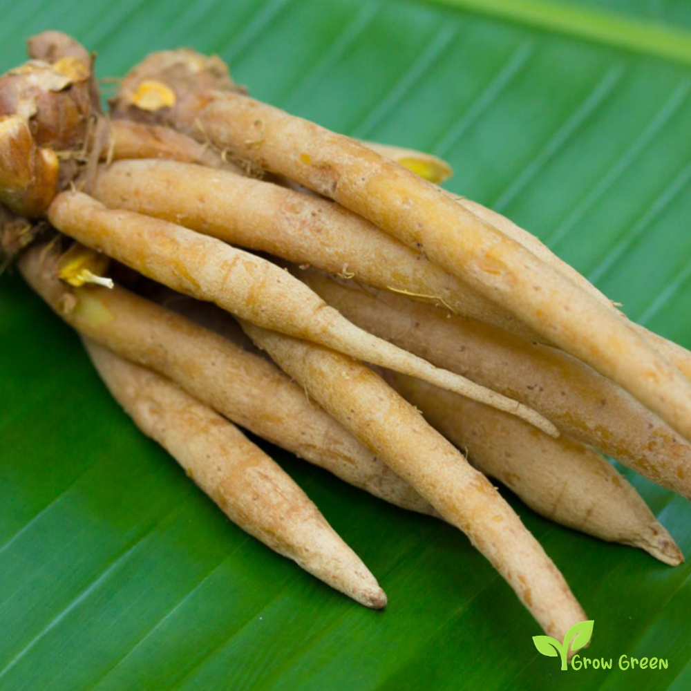 2 rhizome of Fingerroot - BOESENBERGIA ROTUNDA -Chinese keys + Gift 5 seeds of Sunflower